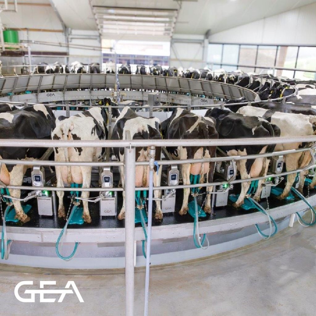 GEA Melkkarussell – Moderne Melkanlage