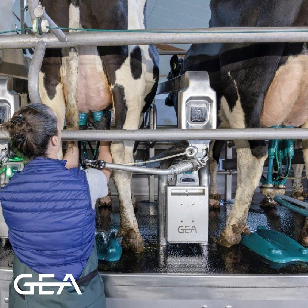 GEA Melkstand – Technikerin beim Anrüsten